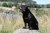 STAFFIE 219